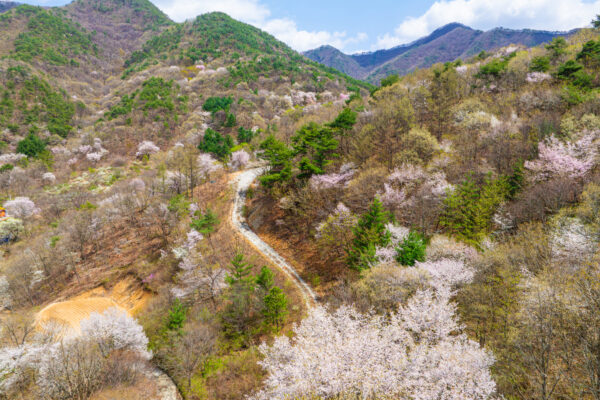 보곡산골 산벚꽃축제 성료⋯관광객 2만2828명 다녀가